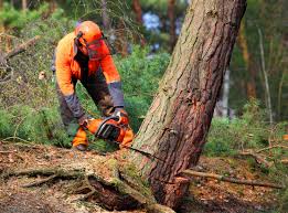 How Our Tree Care Process Works  in  Hebron, PA